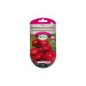 Fleur reine marguerite super princesse ecarlate 0.50g | Sanifer